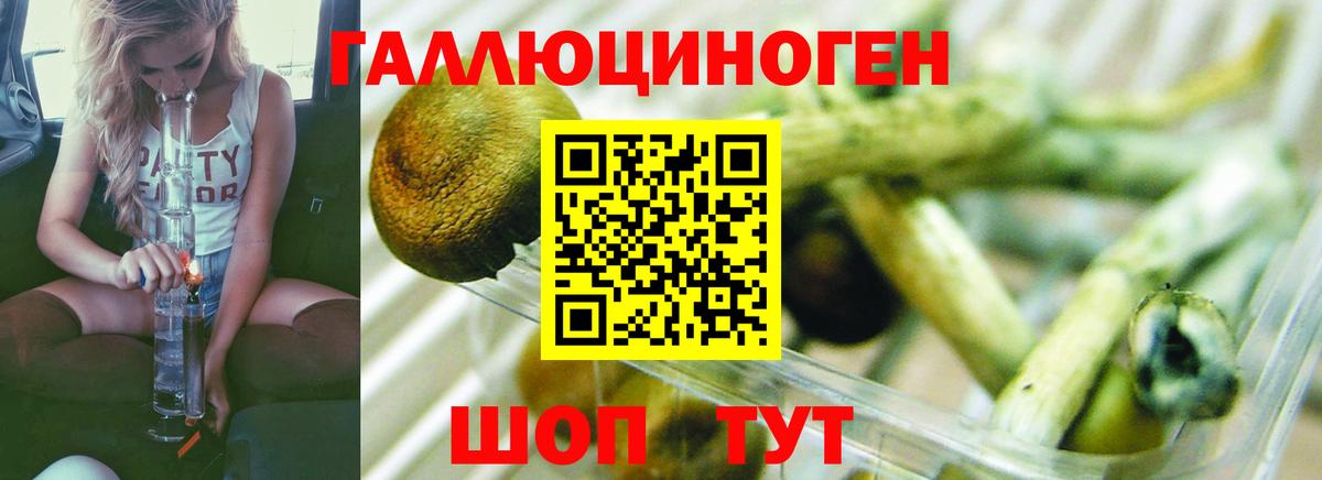 Псилоцибиновые грибы Psilocybine cubensis Усть-Джегута